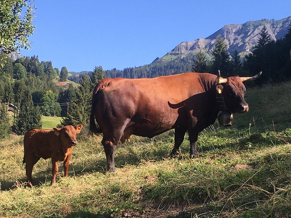 La ferme