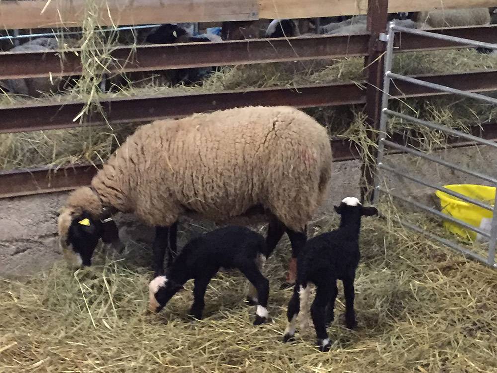Mouton à la ferme