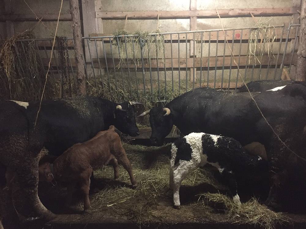 Animaux à la ferme Le Mas